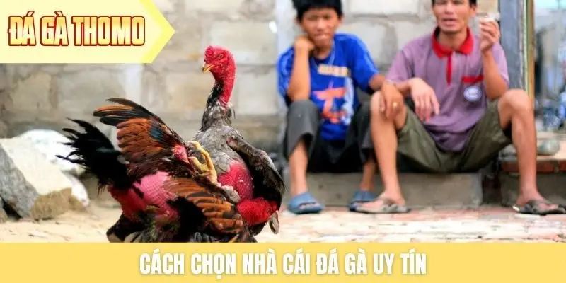 Cách chọn nhà cái đá gà uy tín Cách chọn nhà cái đá gà uy tín