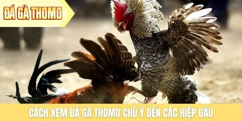 Cách xem đá gà Thomo chú ý đến các hiệp đấu Cách xem đá gà Thomo chú ý đến các hiệp đấu