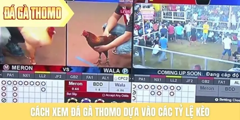 Cách xem đá gà Thomo dựa vào các tỷ lệ kèo Cách xem đá gà Thomo dựa vào các tỷ lệ kèo