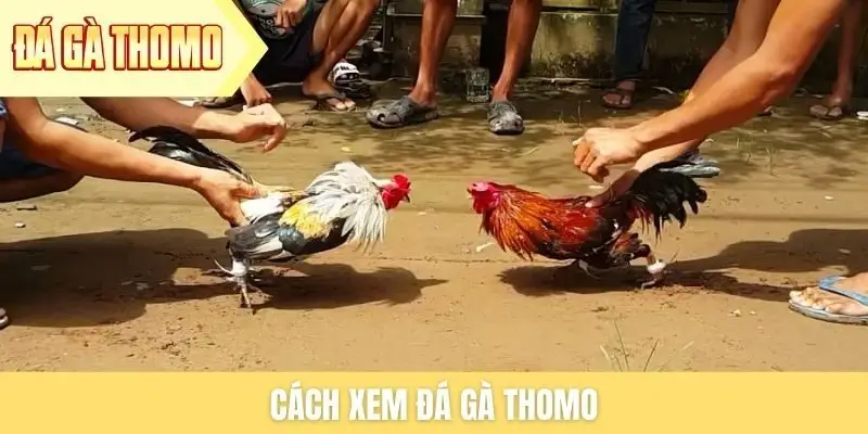 cach-xem-da-ga-thomo