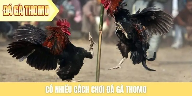 Có nhiều cách chơi đá gà Thomo Có nhiều cách chơi đá gà Thomo