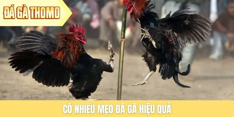 Có nhiều mẹo đá gà hiệu quả Có nhiều mẹo đá gà hiệu quả