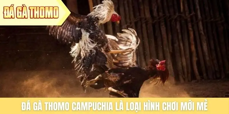 Đá gà Thomo Campuchia là loại hình chơi mới mẻ Đá gà Thomo Campuchia là loại hình chơi mới mẻ