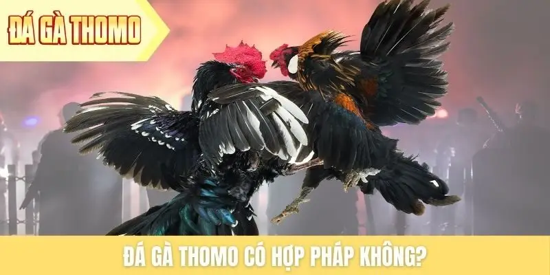da-ga-thomo-co-hop-phap-khong