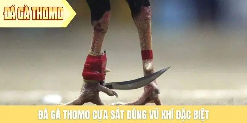 Đá gà Thomo cựa sắt dùng vũ khí đặc biệt