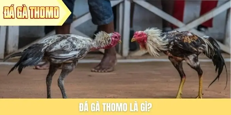 Đá gà Thomo là gì