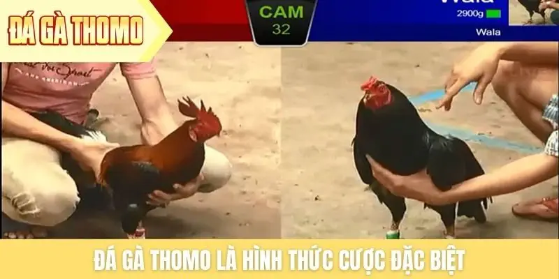 Đá gà Thomo là hình thức cược đặc biệt Đá gà Thomo là hình thức cược đặc biệt