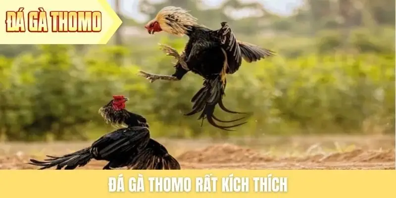 Đá gà Thomo rất kích thích Đá gà Thomo rất kích thích