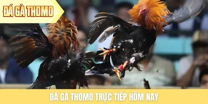 da-ga-thomo-truc-tiep-hom-nay-1