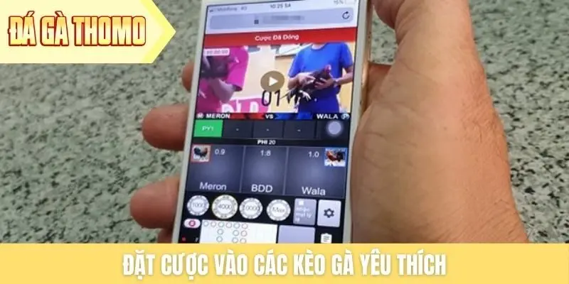 Đặt cược vào các kèo gà yêu thích Đặt cược vào các kèo gà yêu thích