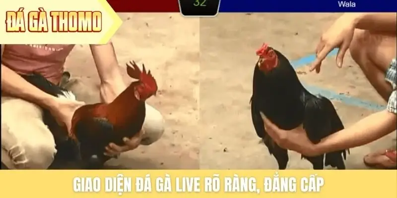 Giao diện đá gà live rõ ràng, đẳng cấp