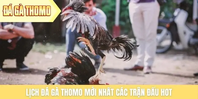 Lịch đá gà Thomo mới nhất các trận đấu HOT Lịch đá gà Thomo mới nhất các trận đấu HOT