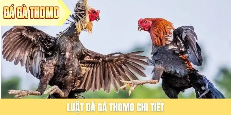 luat-da-ga-thomo-chi-tiet