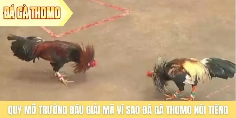 Quy mô trường đấu giải mã vì sao đá gà Thomo nổi tiếng Quy mô trường đấu giải mã vì sao đá gà Thomo nổi tiếng