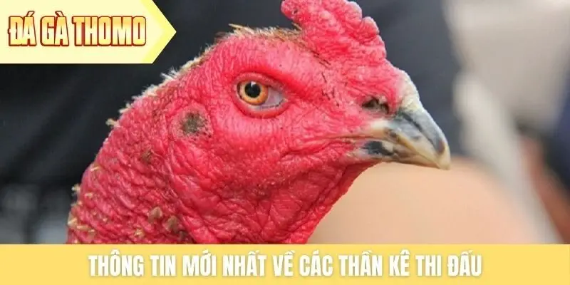 Thông tin mới nhất về các thần kê thi đấu Thông tin mới nhất về các thần kê thi đấu