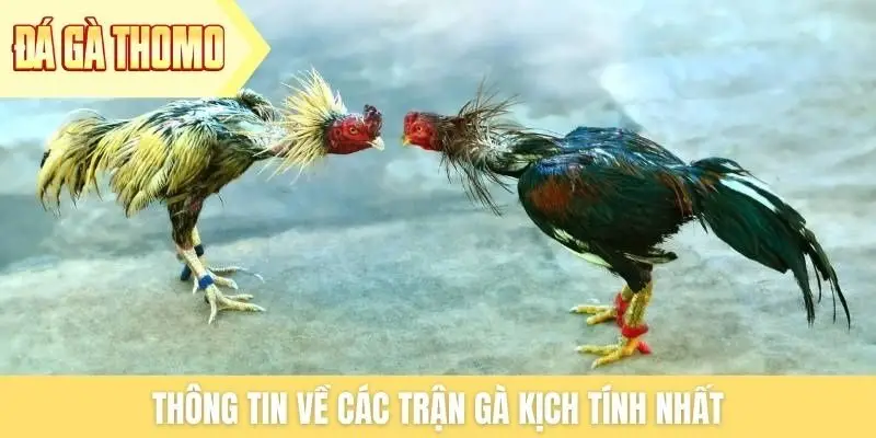 Thông tin về các trận gà kịch tính nhất Thông tin về các trận gà kịch tính nhất