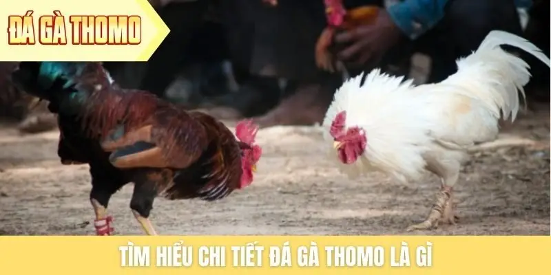 Tìm hiểu chi tiết đá gà Thomo là gì Tìm hiểu chi tiết đá gà Thomo là gì