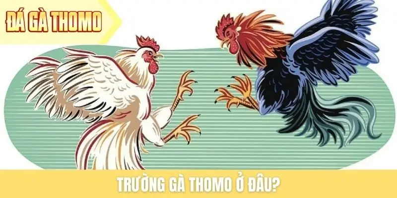 Trường gà Thomo ở đâu