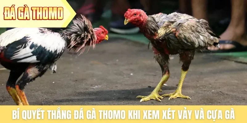 Bí quyết thắng đá gà Thomo khi xem xét vảy và cựa gà Bí quyết thắng đá gà Thomo khi xem xét vảy và cựa gà