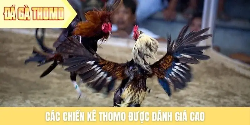 Các chiến kê Thomo được đánh giá cao Các chiến kê Thomo được đánh giá cao