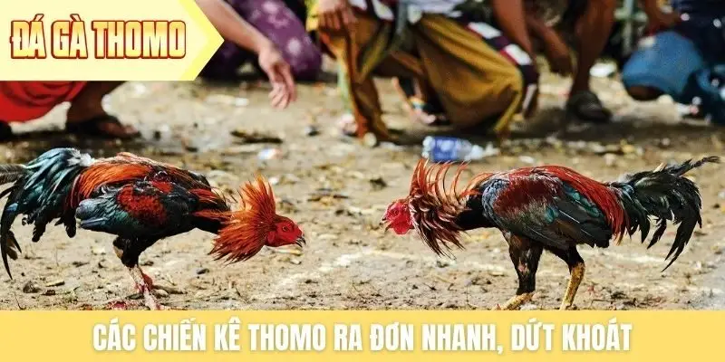 Các chiến kê Thomo ra đơn nhanh, dứt khoát Các chiến kê Thomo ra đơn nhanh, dứt khoát