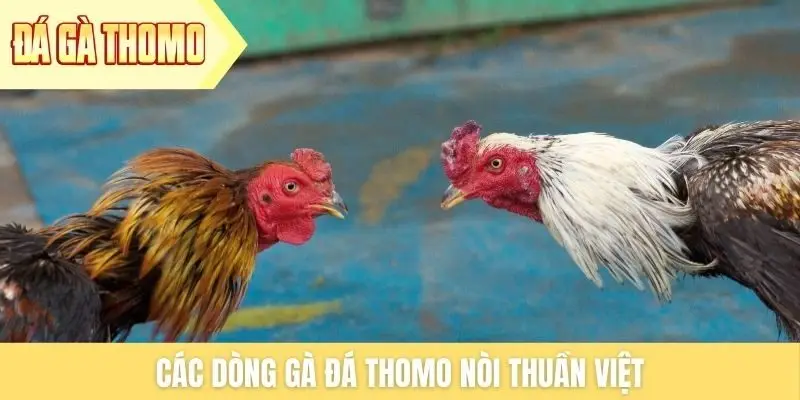 Các dòng gà đá Thomo nòi thuần Việt