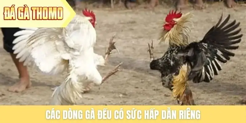 Các dòng gà đều có sức hấp dẫn riêng