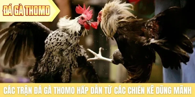 Các trận đá gà Thomo hấp dẫn đến từ các chiến kê dũng mãnh