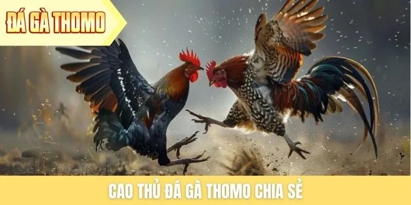 cao-thu-da-ga-thomo-chia-se