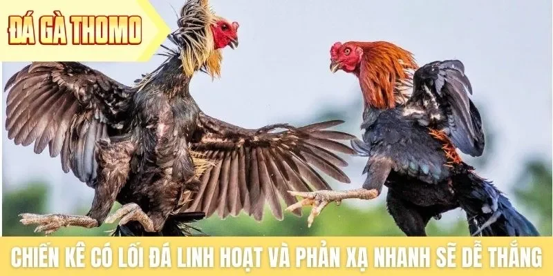 Chiến kê có lối đá linh hoạt và phản xạ nhanh sẽ dễ thắng Chiến kê có lối đá linh hoạt và phản xạ nhanh sẽ dễ thắng