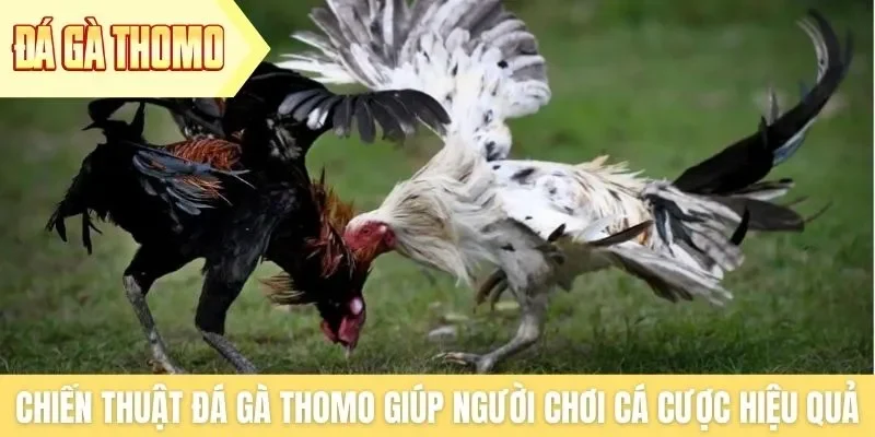 Chiến thuật đá gà Thomo giúp người chơi cá cược hiệu quả Chiến thuật đá gà Thomo giúp người chơi cá cược hiệu quả