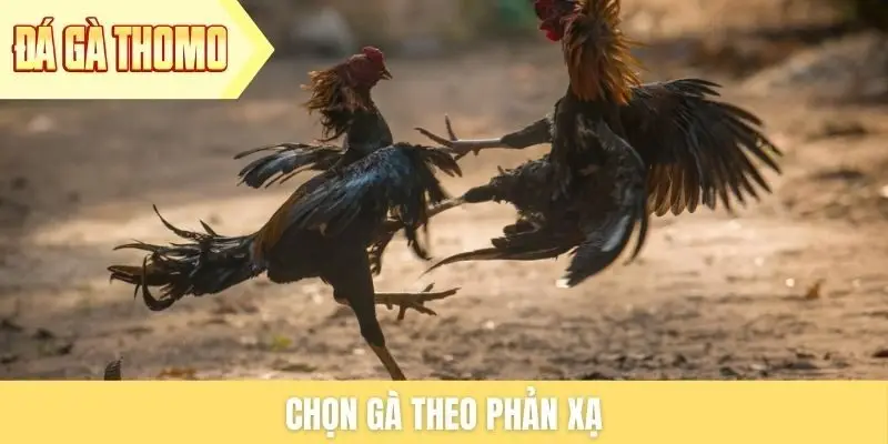 Chọn gà theo phản xạ