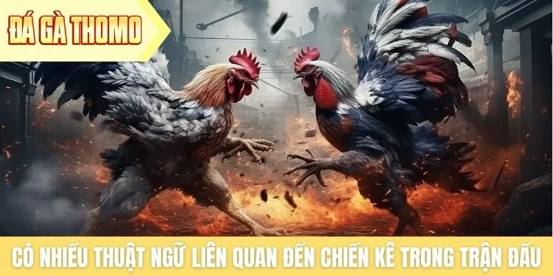 Có nhiều thuật ngữ liên quan đến chiến kê trong trận đấu Có nhiều thuật ngữ liên quan đến chiến kê trong trận đấu