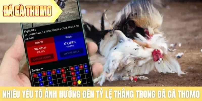 Có nhiều yếu tố ảnh hưởng đến tỷ lệ thắng trong đá gà Thomo Có nhiều yếu tố ảnh hưởng đến tỷ lệ thắng trong đá gà Thomo