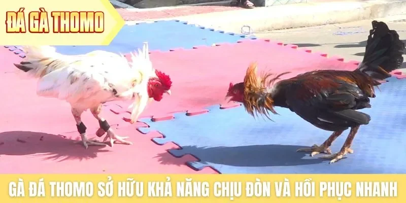 Gà đá Thomo sở hữu khả năng chịu đòn và hồi phục nhanh Gà đá Thomo sở hữu khả năng chịu đòn và hồi phục nhanh