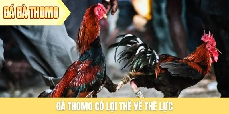 Gà Thomo có lợi thế về thể lực Gà Thomo có lợi thế về thể lực