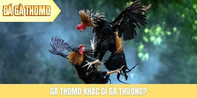Gà Thomo khác gì gà thường