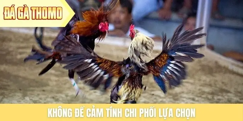 Không để cảm tính chi phối lựa chọn