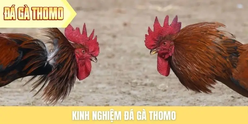 kinh-nghiem-da-ga-thomo
