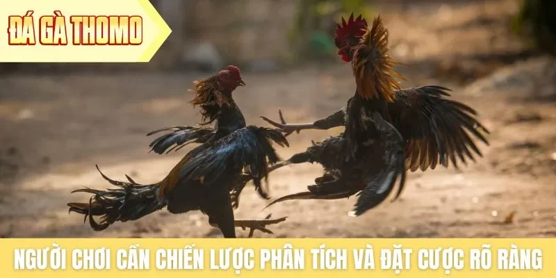 Người chơi cần có chiến lược phân tích và đặt cược rõ ràng