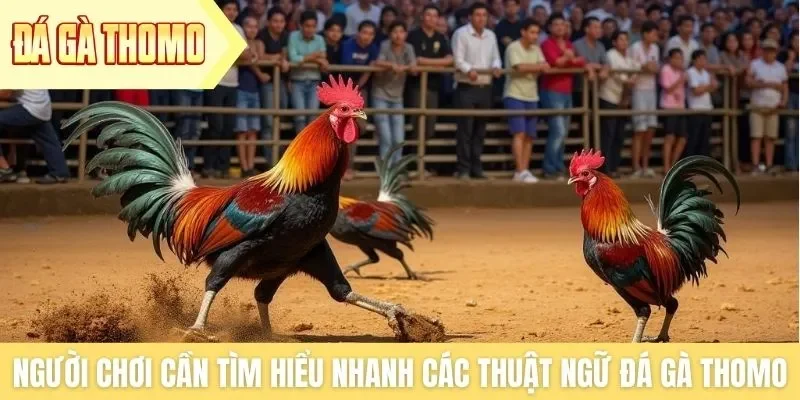 Người chơi cần tìm hiểu nhanh các thuật ngữ đá gà Thomo Người chơi cần tìm hiểu nhanh các thuật ngữ đá gà Thomo