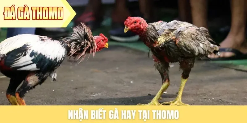 Người chơi nhận biết gà chiến qua từng chi tiết nhỏ