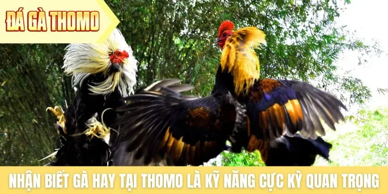 Nhận biết gà hay tại Thomo là kỹ năng cực kỳ quan trọng