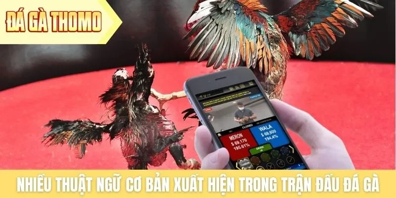 Nhiều thuật ngữ cơ bản xuất hiện trong trận đấu đá gà Thomo Nhiều thuật ngữ cơ bản xuất hiện trong trận đấu đá gà Thomo