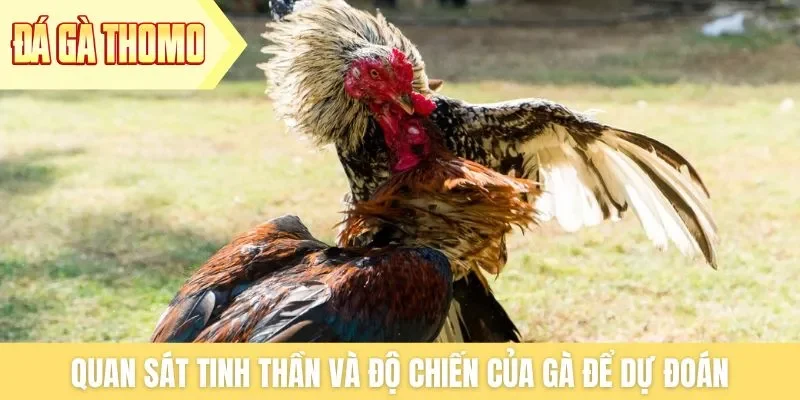 Quan sát tinh thần và độ chiến của gà để dự đoán Quan sát tinh thần và độ chiến của gà để dự đoán
