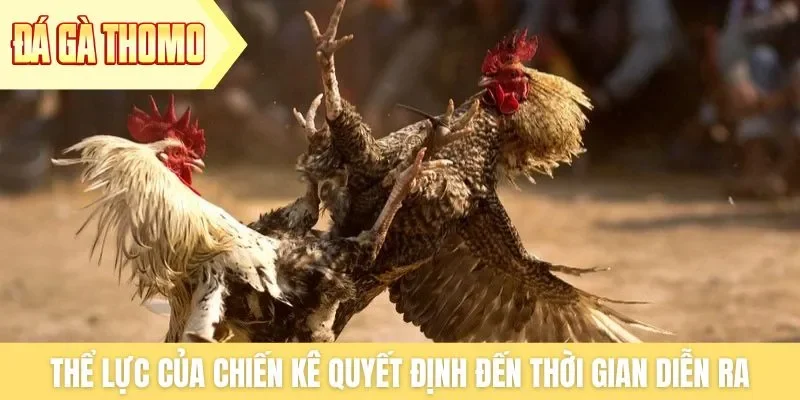 Thể lực của chiến kê quyết định đến thời gian diễn ra Thể lực của chiến kê quyết định đến thời gian diễn ra