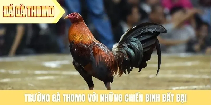 Trường gà Thomo với những chiến binh bất bại