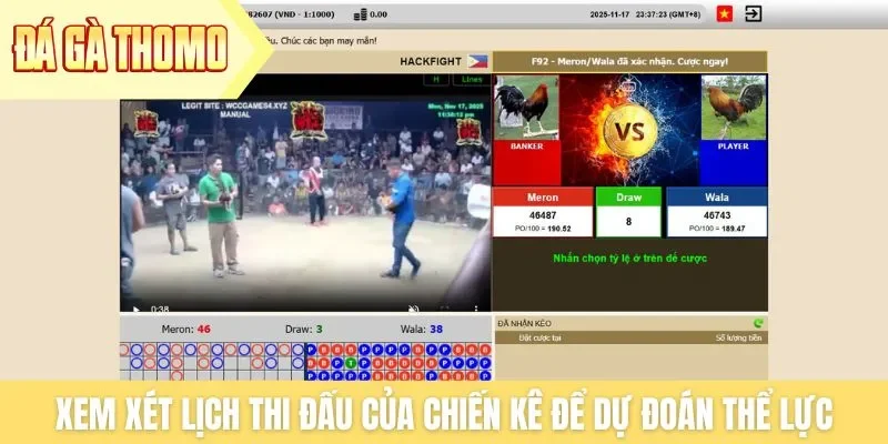 Xem xét lịch thi đấu của chiến kê để dự đoán thể lực Xem xét lịch thi đấu của chiến kê để dự đoán thể lực