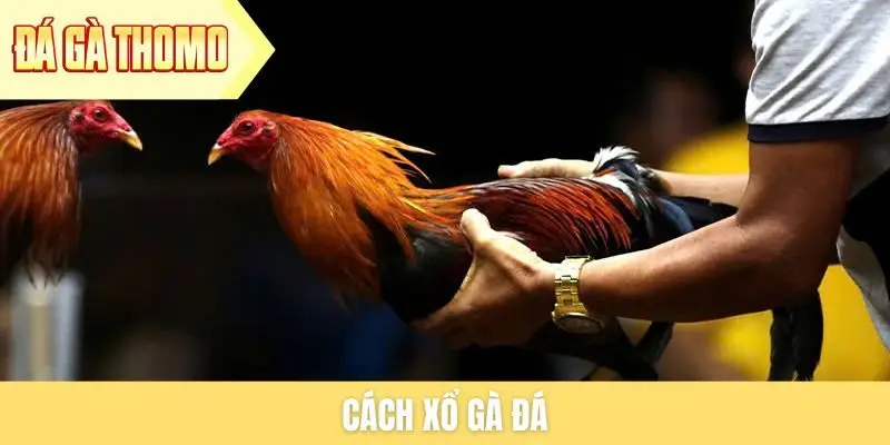 Cách xổ gà đá