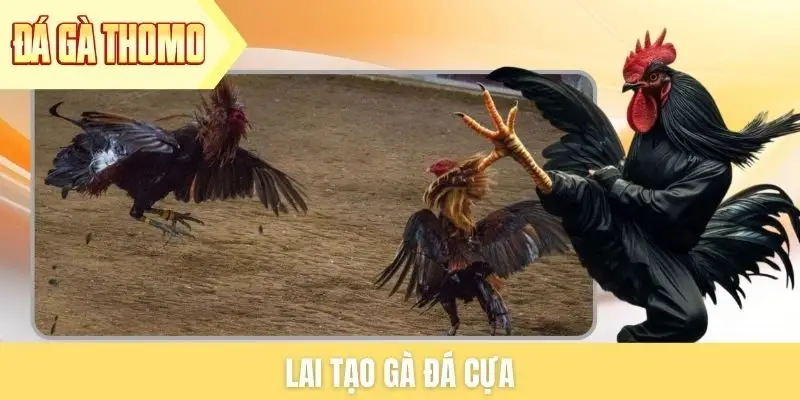 Lai tạo gà đá cựa